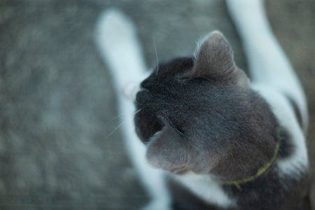 Cute cat looking at the camera. Shallow depth of field.の写真素材
