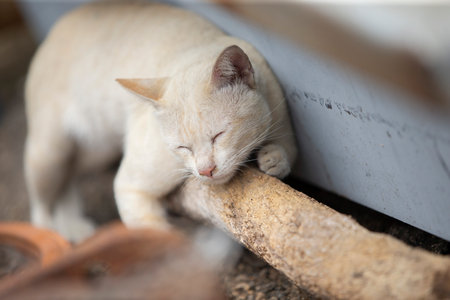 Cute cat sleeping on the wood floor in the garden, Thailand.の写真素材