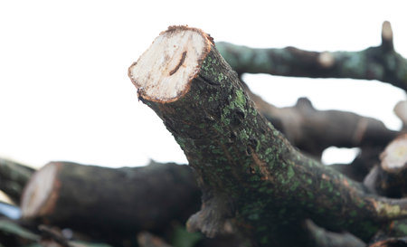 firewood in the garden at thailand, closeup of photo