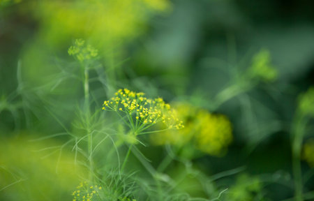 Close-up of dill flowers in the garden. Selective focus.の写真素材