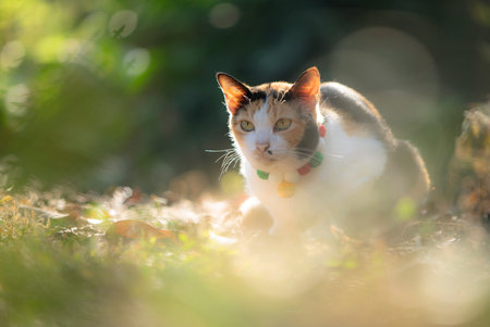 Cute cat sitting in the garden with bokeh background.の写真素材