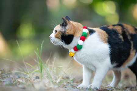 Cat walking on the grass in the garden. Selective focus.の写真素材