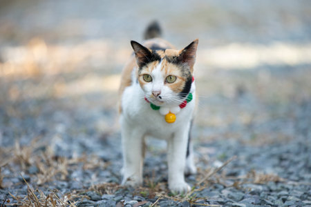 Cat walking on the grass in the garden. Selective focus.の写真素材