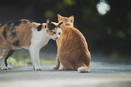 Two cats playing together in the garden. Selective focus on cat.
