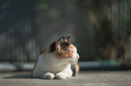 The cat is lying on the floor in the garden. Selective focus.の写真素材