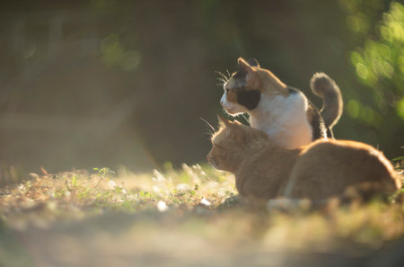 Cute cat and cat playing in the garden in the sunshine.