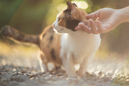 Cute cat playing with human hand in the park. Soft focus.