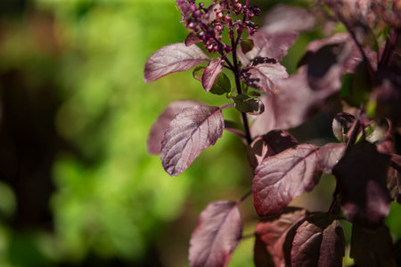 Close up of purple basil leaves with shallow depth of field on blurred background.の写真素材