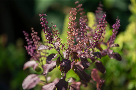 Purple basil flowers in the garden. Shallow depth of field.の写真素材