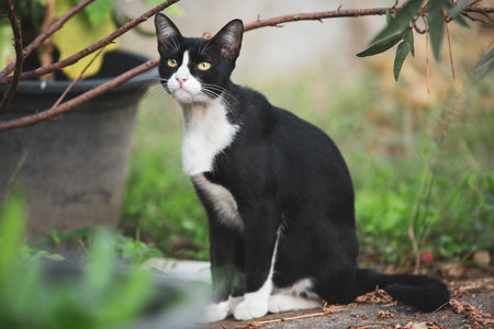 Black and white cat sitting on the ground in the garden with green background.