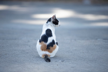 The cat is sitting on the ground in the park and looking at something.の写真素材