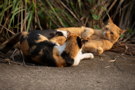 Cats are sleeping on the ground in the park. Thailand.