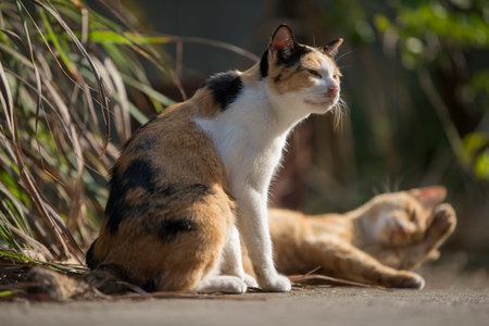 Cute cats in the garden,Thailand,selective focusの写真素材