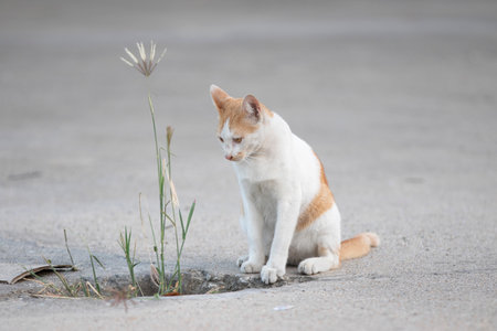 Thai cat sitting on the ground with a flower in his mouthの写真素材