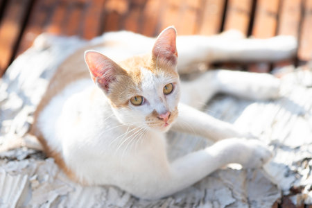 Thai cat sitting on the wood floor and looking at camera.の写真素材