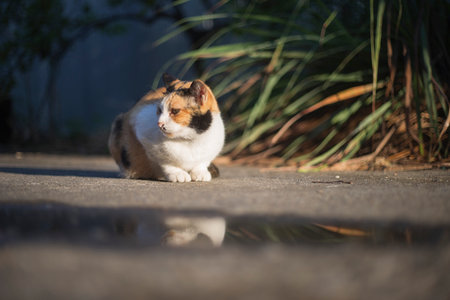 Tricolor cat sitting on the street and looking at the cameraの写真素材