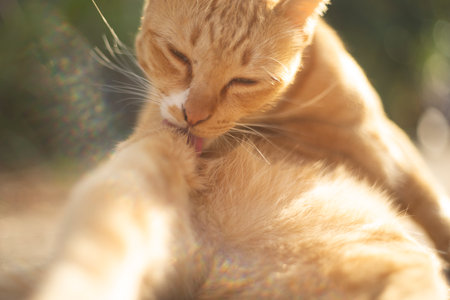 Cute ginger cat is eating food in the garden at sunset.の写真素材