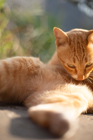 ginger cat lying on the ground in the sun, close upの写真素材