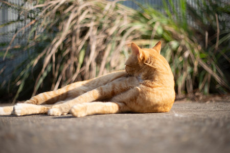 Cute ginger cat lying on the ground. Selective focus.