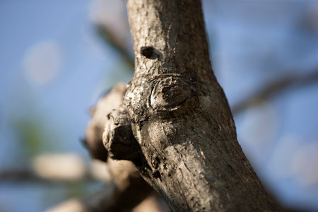 Peach tree branch in spring, detail of a tree branch.