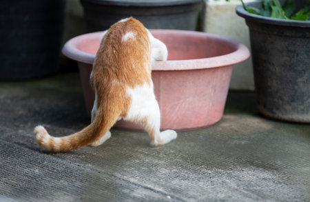 Cute ginger cat playing in the garden, selective focus on its eye