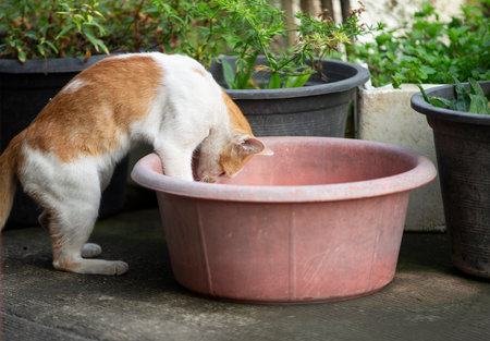 Cat drinking water from a bowl in the garden, selective focus.の写真素材