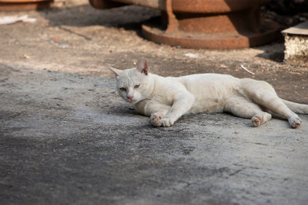 Thai cat lying on the floor in the garden, Thailand.の写真素材