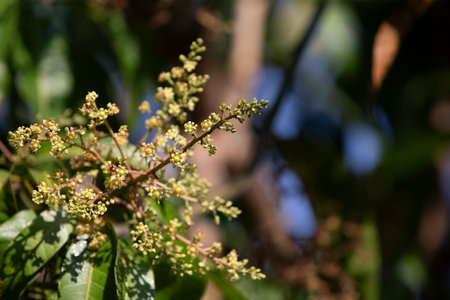 Mango flowers on the tree in the garden. Selective focus.