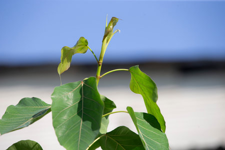Bodhi tree leaves with blue sky and white cloud background.