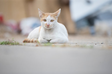 Cat sitting on the ground in the street. Selective focus.の写真素材
