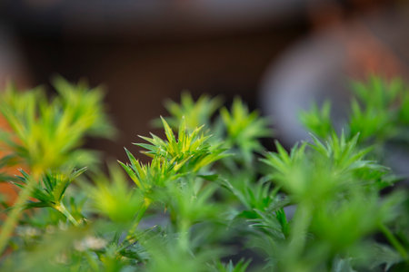green leaves in the garden on blurred background, shallow depth of fieldの写真素材