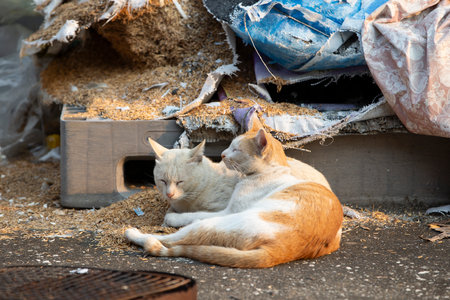 Homeless cats sleep on the street in Bangkok,Thailand.の写真素材