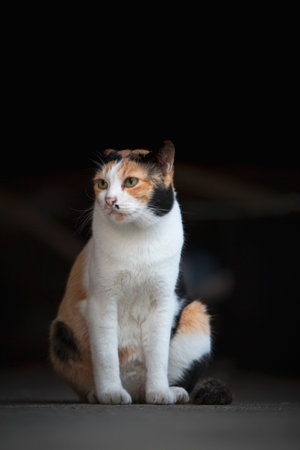 Tricolor cat sitting on the floor in the dark background.の写真素材