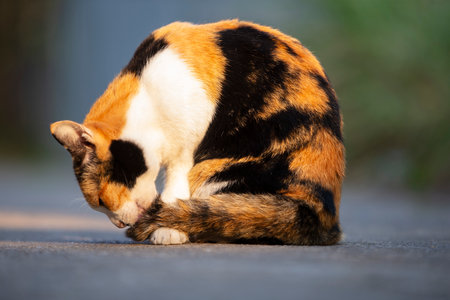 Cute cat on the road. Selective focus with shallow depth of field.の写真素材