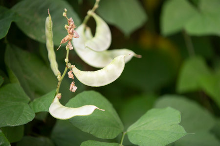 Soybean pods on the plant in the garden, stock photo