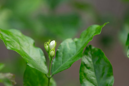 Jasmine flower bud close up. Jasmine flower in the garden