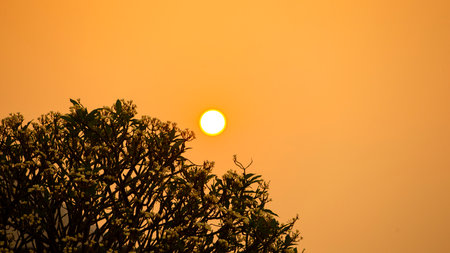 Beautiful sunset with tree silhouette and yellow sky background, Thailand.の写真素材