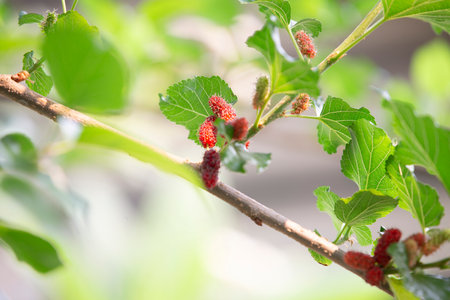 Mulberry fruits on tree in the garden. (Mulberry fruits)の写真素材