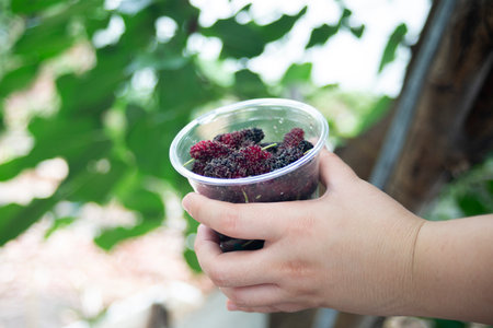 Mulberry fruit in a plastic cup in hand on nature background