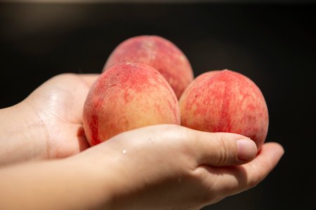 Peaches in the hands of a child on a black background.の写真素材