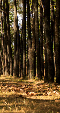 Trees in the forest on a sunny day. Natural background.