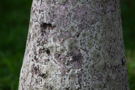 Bark of a tree in the forest. Close-up.の写真素材