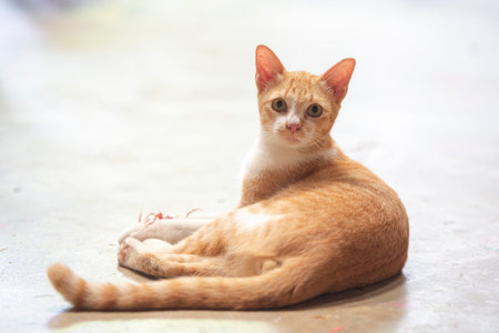 Orange cat lying on the floor, selective focus, shallow depth of field.の写真素材