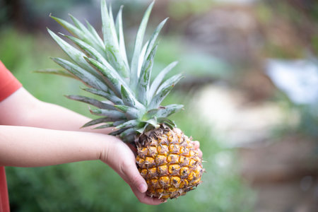 Pineapple fruit in woman hand on nature background. Selective focus.の写真素材