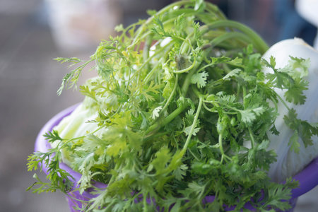 Fresh coriander in a purple basketの写真素材