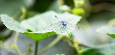 Blue dragonfly on green leaf in the garden. photography of insect.