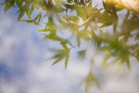 leaves in the morning light. Abstract nature background with copy space.の写真素材