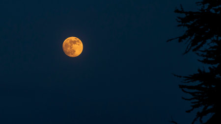 Full moon in the night sky with silhouette of tree and branches.