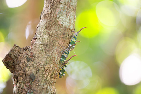 Fulgorid bug on a tree in the rainforest, Thailand.の写真素材