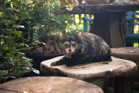 Cute cat sitting on the wooden table in the garden. Selective focus.の写真素材